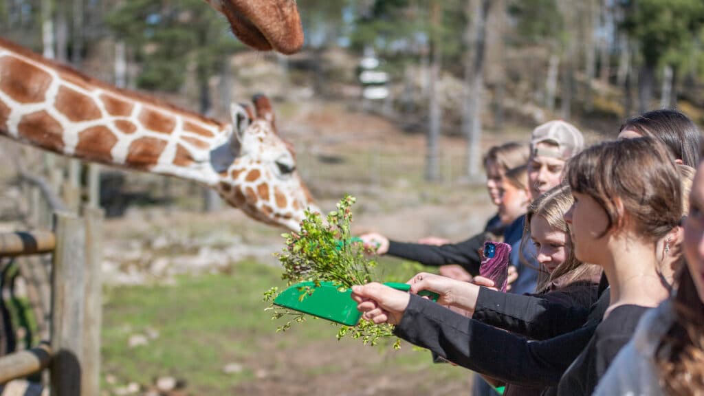 En grupp ungdomar matar giraffer med blåbärsris från gröna skopar. Det är en solig dag.